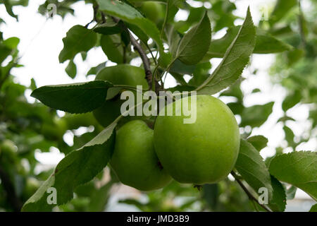 undurchsucht frische Bio grüne unreife Äpfel mit natürlichen Blätter Hintergrund Stockfoto