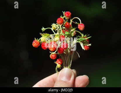 Haufen von Walderdbeere in Frauenhand, Sommer-Szene. Stockfoto