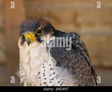 Wanderfalken Falco Peregrinus in Muncaster Castle, England Stockfoto