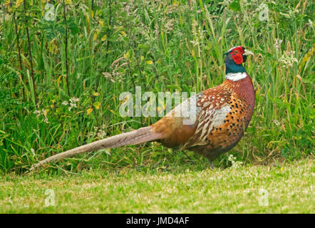 Bunte männlicher Fasan, Phasianus Colchicus, in freier Wildbahn vor Hintergrund der Smaragd grünen Gräsern, in England Stockfoto