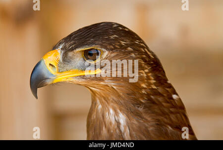 Panoramablick auf Kopf und Gesicht der Steppenadler Aquila Nipalensis, leichten braunen Hintergrund Stockfoto