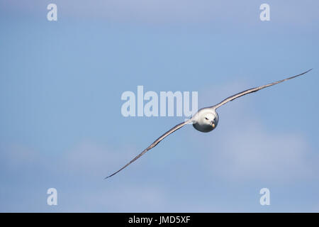 Fulmar (Fulmarus Cyclopoida) im Flug, fliegen in Richtung Kamera vor blauem Himmel Stockfoto