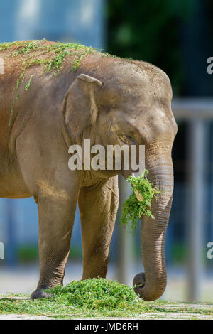 ein großer Elefant Tier Essen Grass im zoo Stockfoto