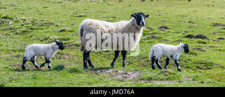 Schafe am Hutton-le-Loch auf den North York moors Stockfoto