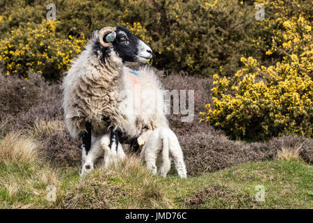 Schafe am Hutton-le-Loch auf den North York moors Stockfoto