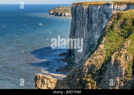 Bempton Klippen East Yorkshire Stockfoto