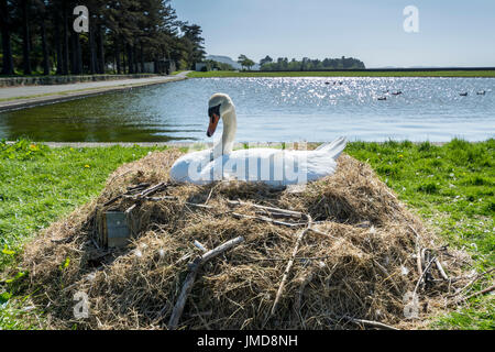 Höckerschwan Sygnus Olor nisten am Boot See bei Llanfairfechan Stockfoto