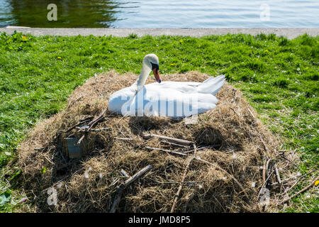 Höckerschwan Sygnus Olor nisten am Boot See bei Llanfairfechan Stockfoto