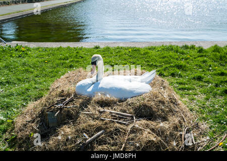 Höckerschwan Sygnus Olor nisten am Boot See bei Llanfairfechan Stockfoto