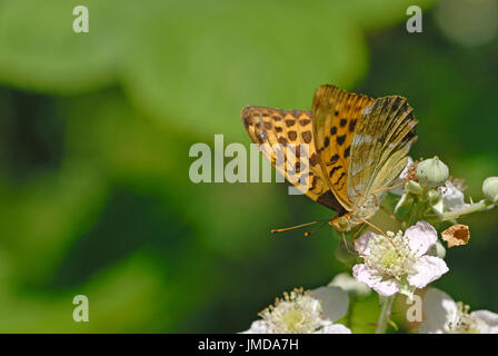 Eine Silber - gewaschenen Fritillary Butterfly (Argynnis Paphia) Nectaring auf Brombeere Blüte Stockfoto