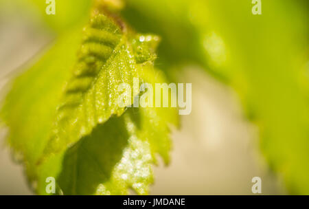 junger Zweig der Birke mit Knospen und Blätter Stockfoto