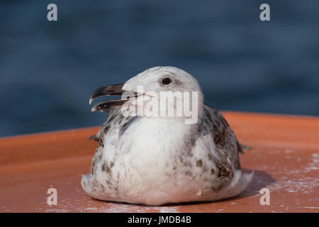 Große Black-backed Gull (Juvenile) Stockfoto