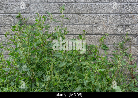 Spear-Leaved Melde/Atriplex hastata wachsenden neben einer Betonwand in der Nähe von Newquay. Junge Blätter hat und Essen gekocht werden. Stockfoto