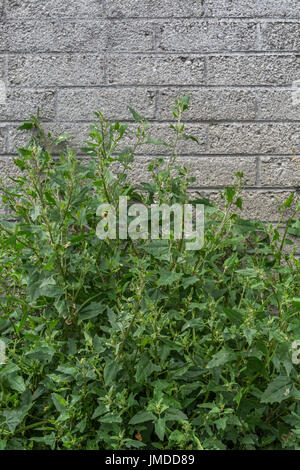 Spear-Leaved Melde/Atriplex hastata wachsenden neben einer Betonwand in der Nähe von Newquay. Junge Blätter hat und Essen gekocht werden. Stockfoto