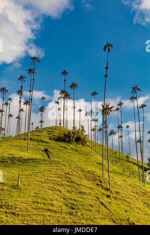 El Bosque de Las Palmas Landschaften von Palmen im Tal in der Nähe von Salento Cocora Quindio in Kolumbien Südamerika Stockfoto