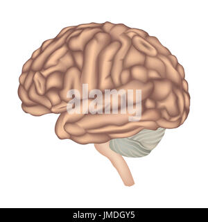 Anatomie des Gehirns. Seitenansicht des menschlichen Gehirns. Abbildung isoliert auf weißem Hintergrund. Stockfoto