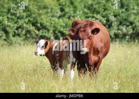 Shorthorn Kuh und Kalb Stockfoto