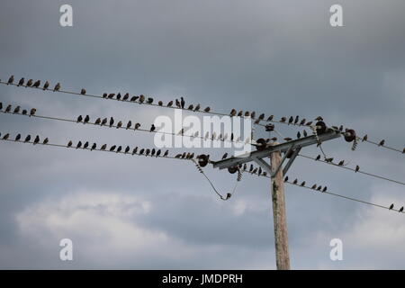 Stare hocken auf Stromleitung Stockfoto