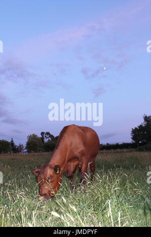 Shorthorn Kuh in der Abenddämmerung Stockfoto