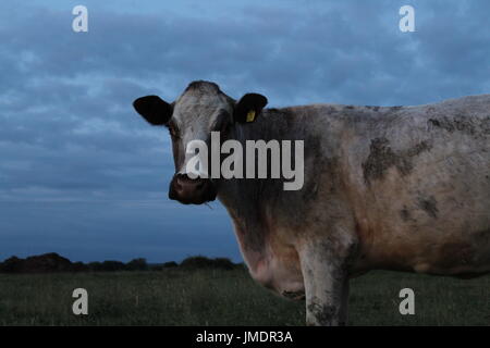 Shorthorn Kuh in der Abenddämmerung Stockfoto