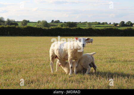 Texel Schafe und Lämmer zu überqueren, auf dem Rasen Stockfoto