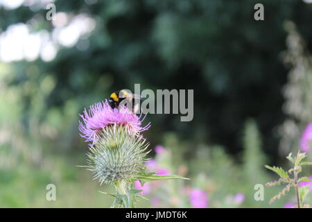 Hummel auf Distel Stockfoto