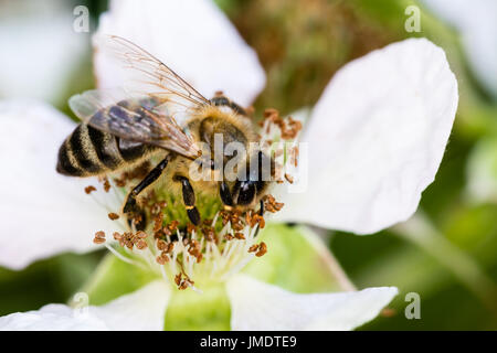 Die Europäische Biene Bestäubung eine kleine weiße Blume in der Frühlingswiese. Makroaufnahme mit dunklem Hintergrund verschwommen. Stockfoto