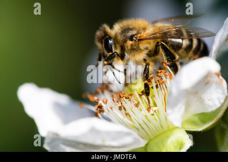 Die Europäische Biene Bestäubung eine kleine weiße Blume in der Frühlingswiese. Makroaufnahme mit dunklem Hintergrund verschwommen. Stockfoto