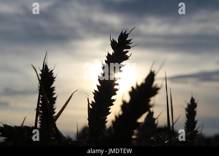 Weizen-silhouette Stockfoto