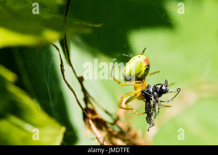 Eine kleine grüne Spinne (grüne Gurke Spider - Araniella Cucurbitina) Essen kleines Insekt erwischt im Web. Stockfoto