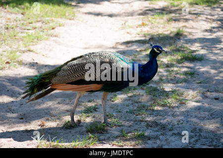 Ein Pfau stehend in der Mitte der Straße. Stockfoto