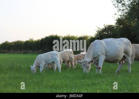Kühe und Kälber Weiden Stockfoto