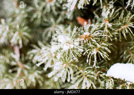 Tannennadeln Baum bei Frost und Schnee überzogen. Stockfoto