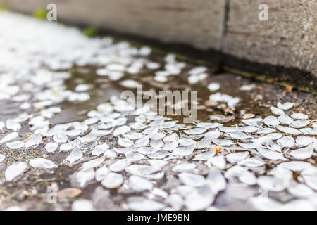 Nassen weißen Apfelblüten auf Boden in Pfütze Makro Nahaufnahme gefallen Stockfoto