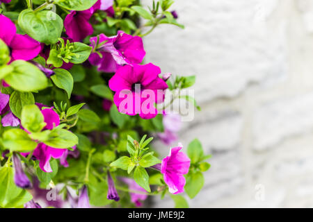 Lila rosa Magenta Calibrachoa oder Petunien Blüten hängen in Korb Makro Nahaufnahme Stockfoto