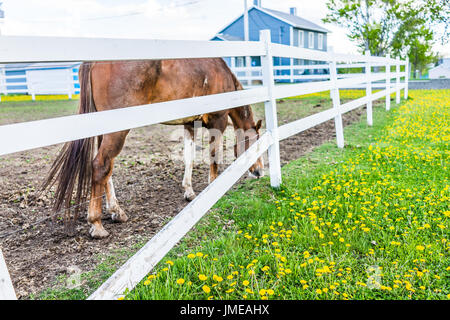 Nahaufnahme des braunen Pferd mit weißen Zaun im Bauernhof Koppel Weiden auf Rasen mit vielen gelben Löwenzahn-Blüten Stockfoto