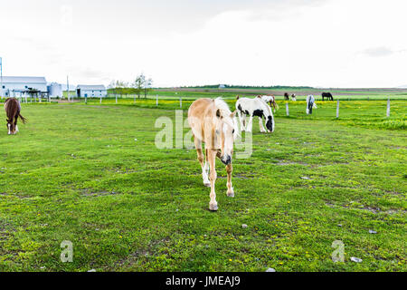 Pferde in stabilen Farm paddock, Weiden auf grünen Rasen in Landschaft Stockfoto