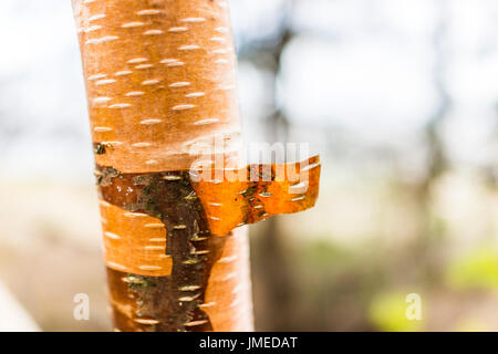 Makro Nahaufnahme des Roten Flusses Birke abblätternde Rinde zeigt Detail und Textur Stockfoto