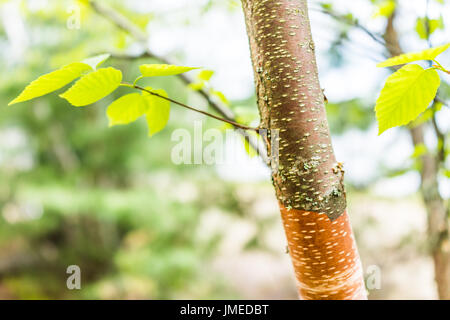 Makro Nahaufnahme des Roten Flusses Birke abblätternde Rinde zeigt Detail und Textur mit grünen Blättern Stockfoto