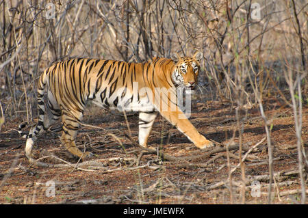 Indian Tiger (Panthera tigris) Wandern im Nationalpark Stockfoto