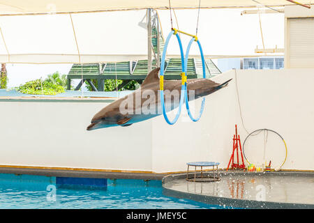 Delphin springen durch einen Reifen im pool Stockfoto