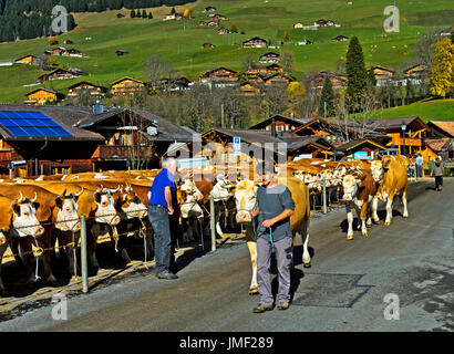 Simmentaler Fleckvieh an einem Cattleshow, Lauenen, Kanton Bern, Schweiz Stockfoto