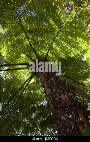 Riesige holzigen Farn von Ranomafana Nationalpark, Madagaskar Stockfoto