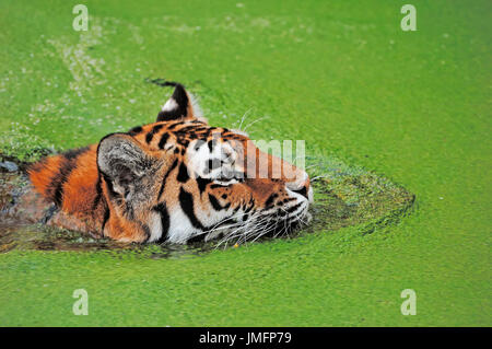 Sibirischer Tiger, Schwimmend / (Panthera Tigris Altaica) / Amurtiger | Sibirischer Tiger, Schwimmen / (Panthera Tigris Altaica) Stockfoto