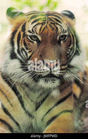 Malayischen Tiger / (Panthera Tigris Malayensis, Panthera Tigris Jacksoni) Stockfoto