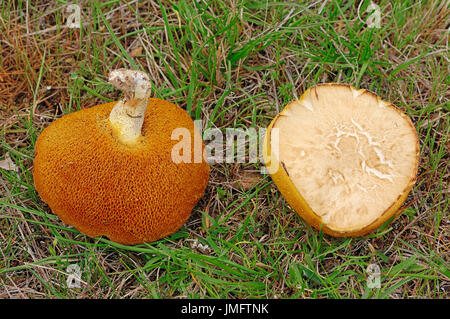 Weinend Bolete, Provence, Südfrankreich / (Suillus Granulatus) | Koernchenroehrling, Provence, Suedfrankreich Stockfoto