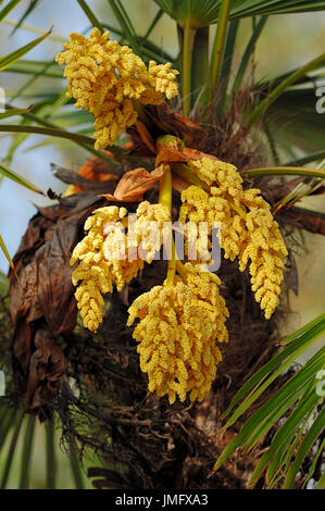 Chinesische Windmühle Palme, Blüte / (Trachycarpus Fortunei) / Chusan Palm | Chinesische Hanfpalme / (Trachycarpus Fortunei) Stockfoto