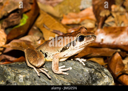 Stony Creek Frosch Stockfoto