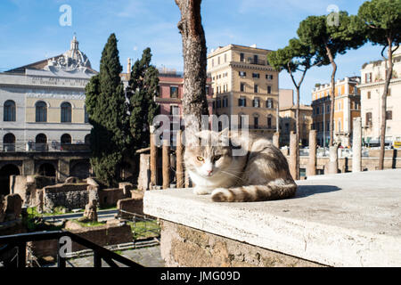 Italien, Latium, ROM, Largo di Torre Argentina SQUARE Stockfoto