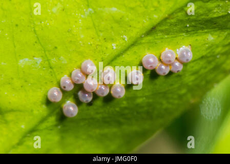 Eier der rot-gepunktete Schwalbenschwanz Schmetterling Stockfoto